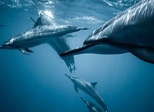 开云体育网站-LPL第一赛段每日TOP5：Croco冲锋陷阵，一往无前